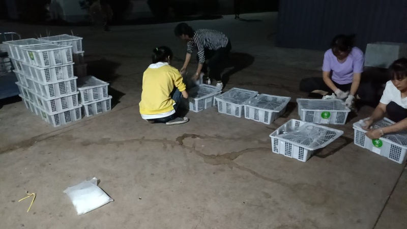 山东聊城阳谷县直发美洲大蠊卵鞘中药材蟑螂精品卵鞘批发