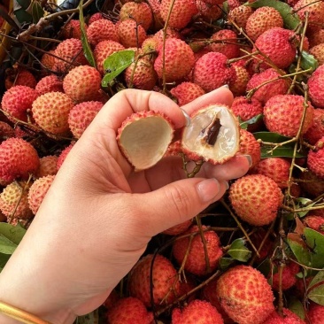 灵山爱马仕荔枝。桂味桂味8毛8毛**一切
