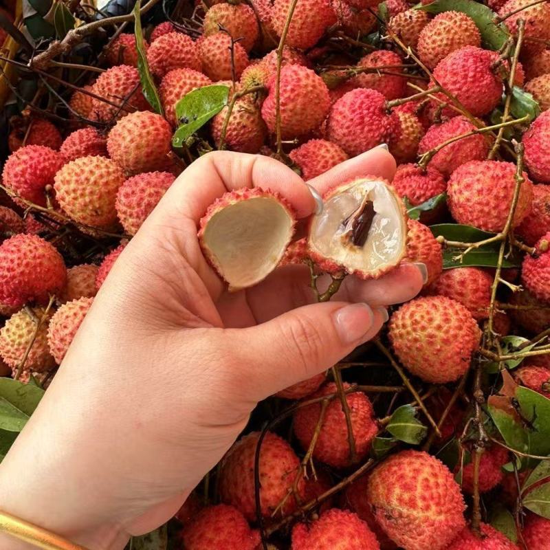 灵山爱马仕荔枝。桂味桂味8毛8毛**一切
