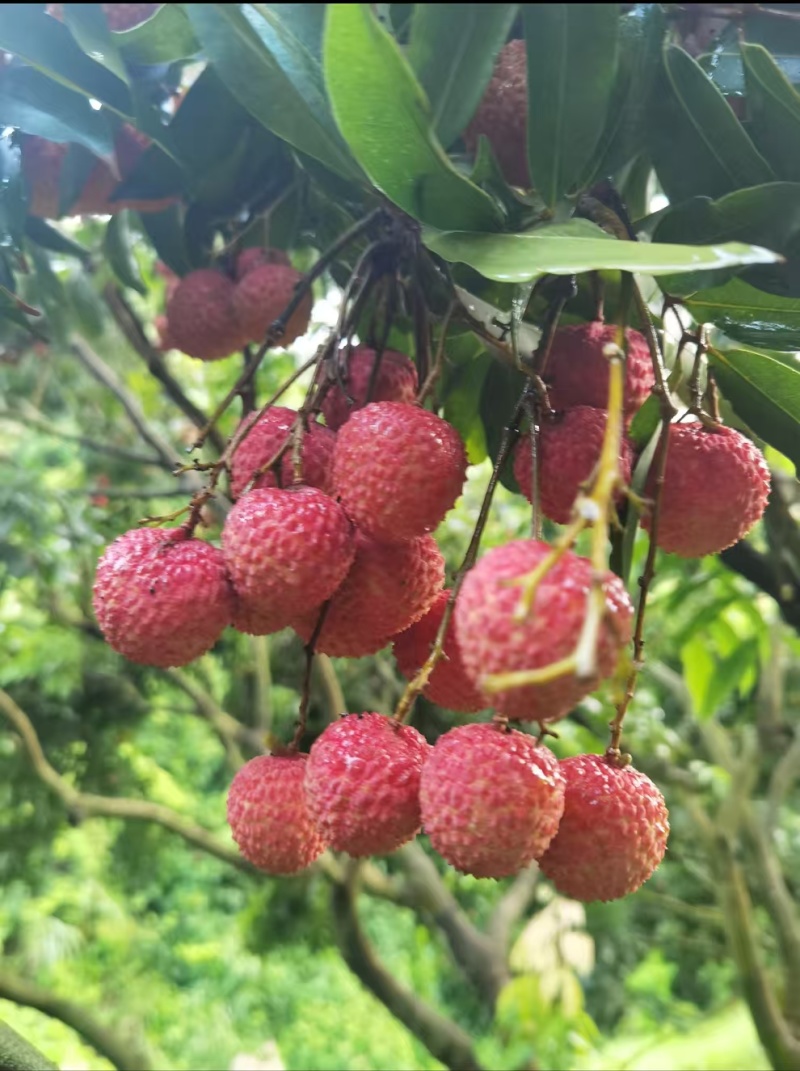 灵山爱马仕荔枝。桂味桂味8毛8毛**一切