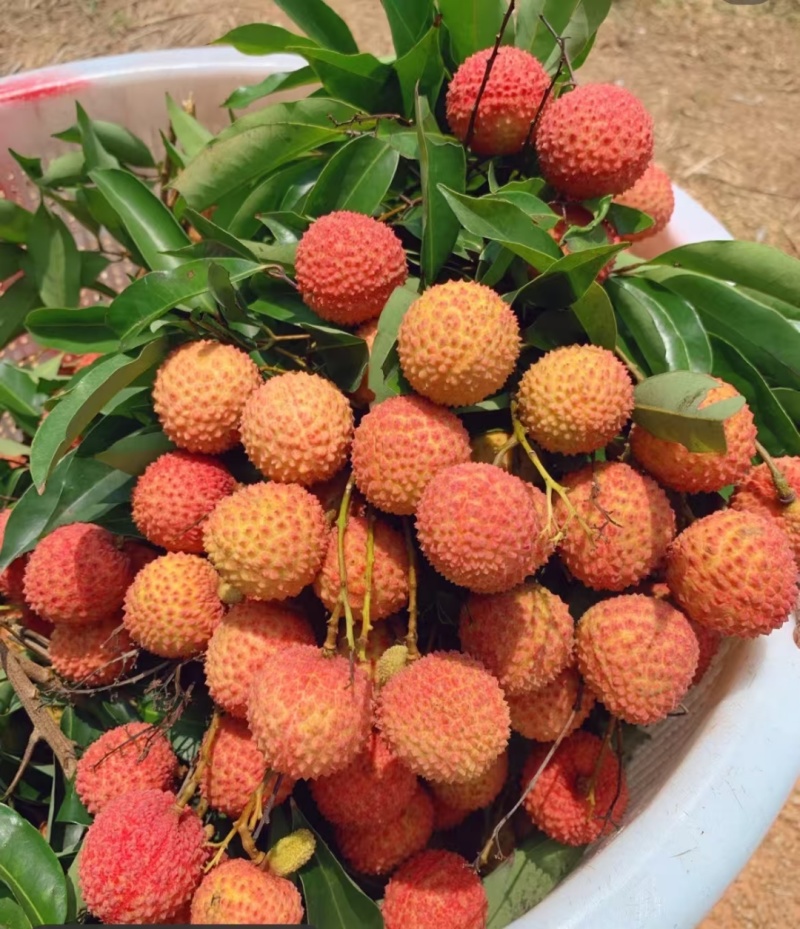 灵山爱马仕荔枝。桂味桂味8毛8毛**一切