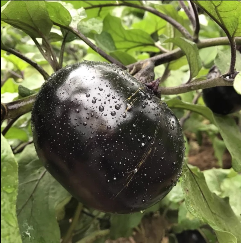 精品圆茄货量充足规格全产地直发诚信经营量大价优