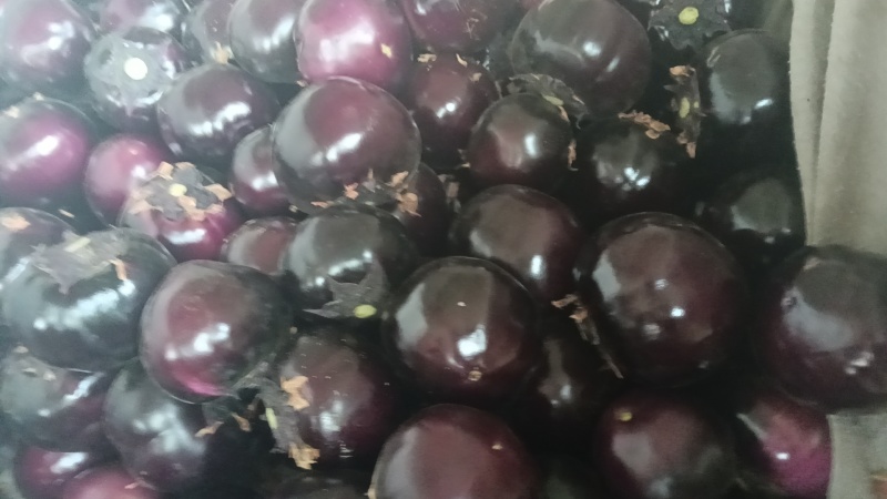 精品圆茄货量充足规格全产地直发诚信经营量大价优