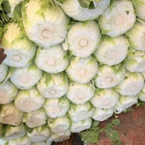 河北一级黄心白菜，河北A级精品黄心白菜，河北黄心白菜