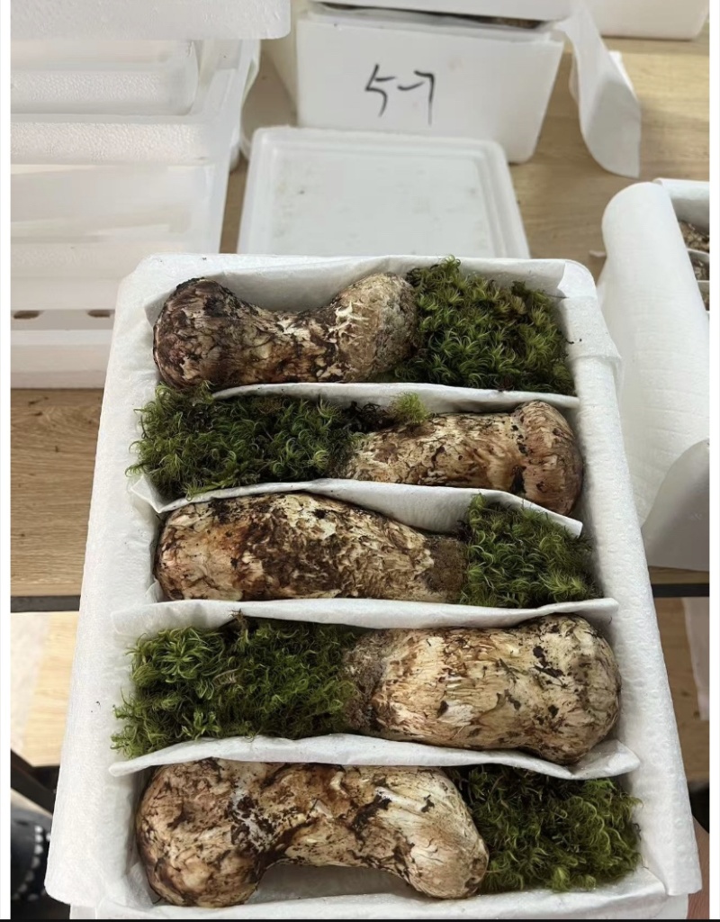 香格里拉洛吉鲜松茸