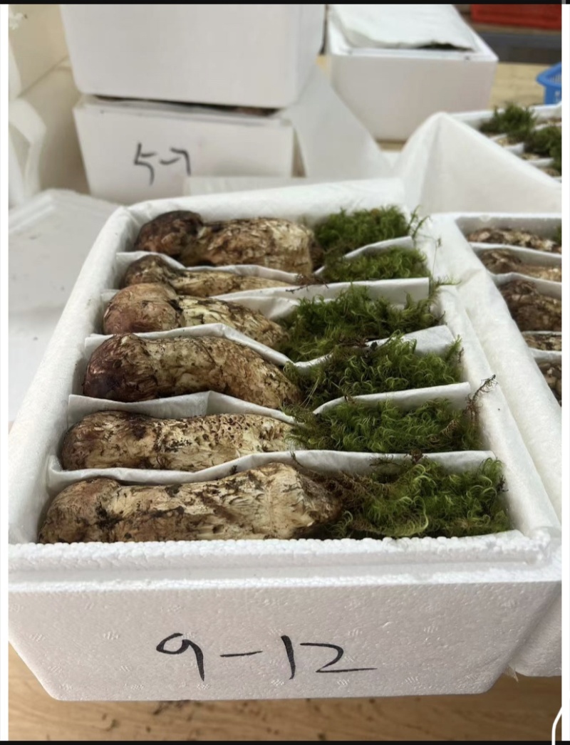 香格里拉洛吉鲜松茸