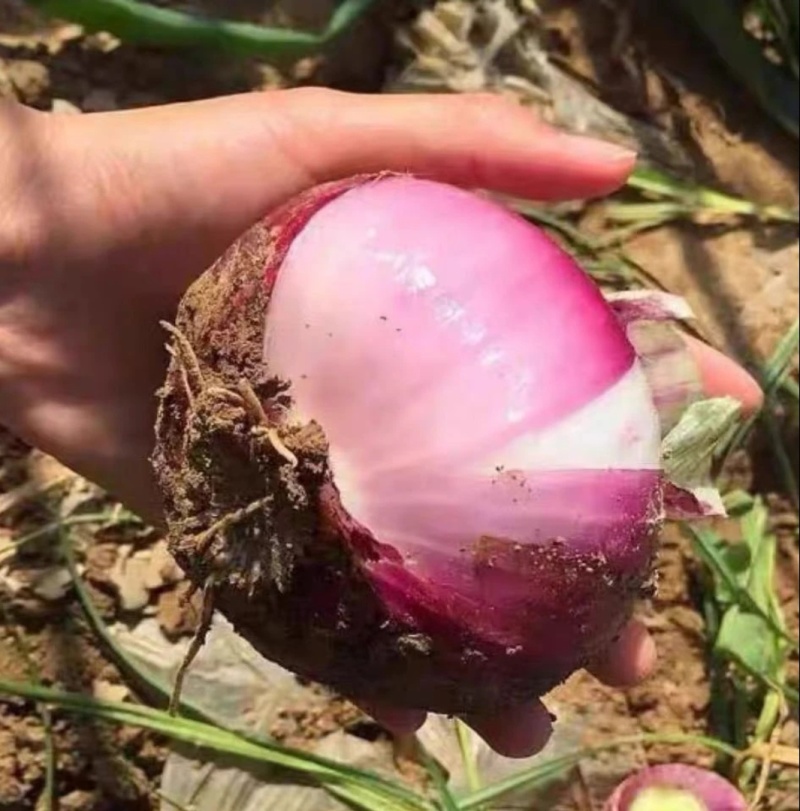 新紫皮洋葱货量充足规格全产地直发诚信经营量大价优