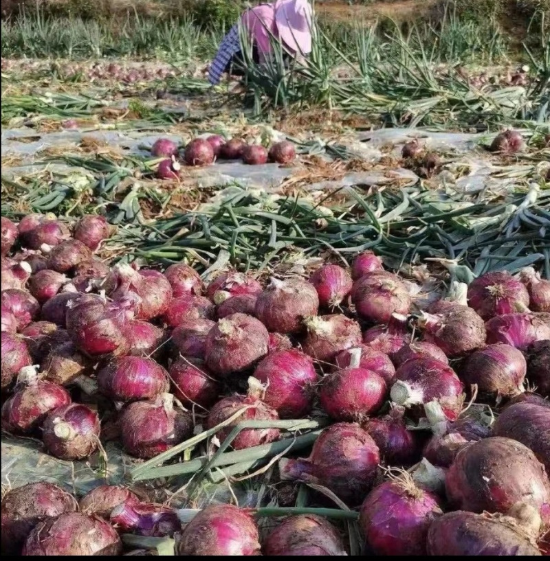 新紫皮洋葱货量充足规格全产地直发诚信经营量大价优