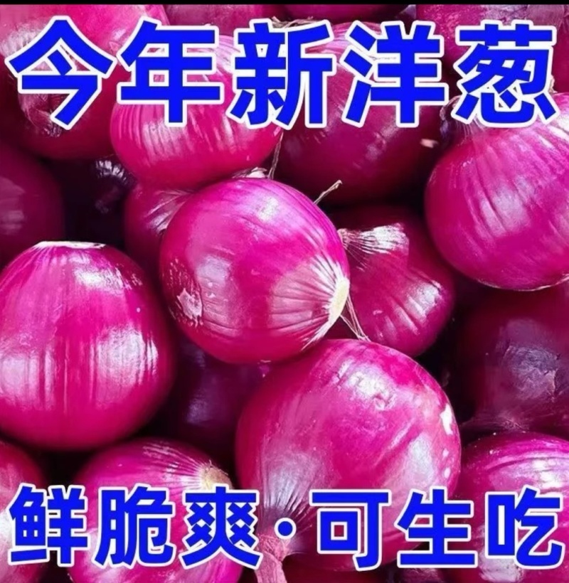 新紫皮洋葱货量充足规格全产地直发诚信经营量大价优