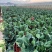 有机花菜货量充足规格全产地直发诚信经营量大价优