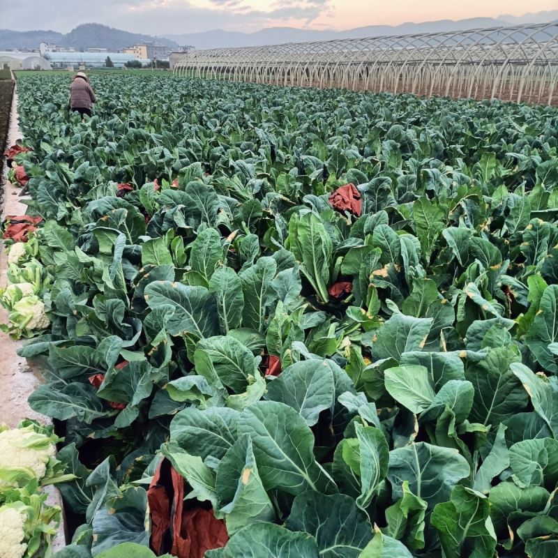 有机花菜货量充足规格全产地直发诚信经营量大价优