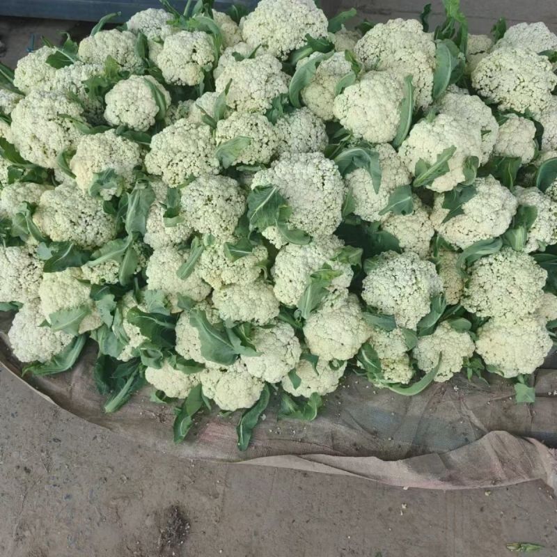 有机花菜货量充足规格全产地直发诚信经营量大价优