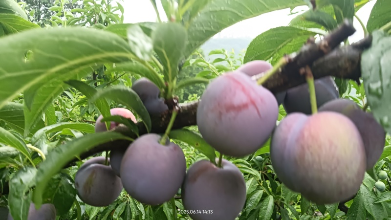五月脆，脆甜多汁