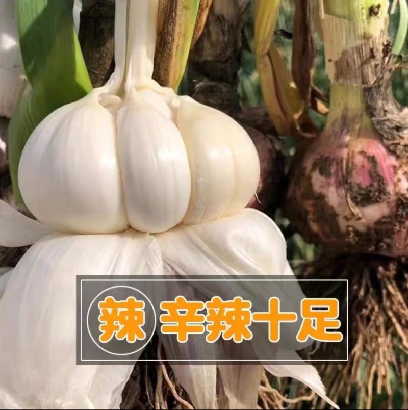金乡大蒜货量充足规格全产地直发诚信经营量大价