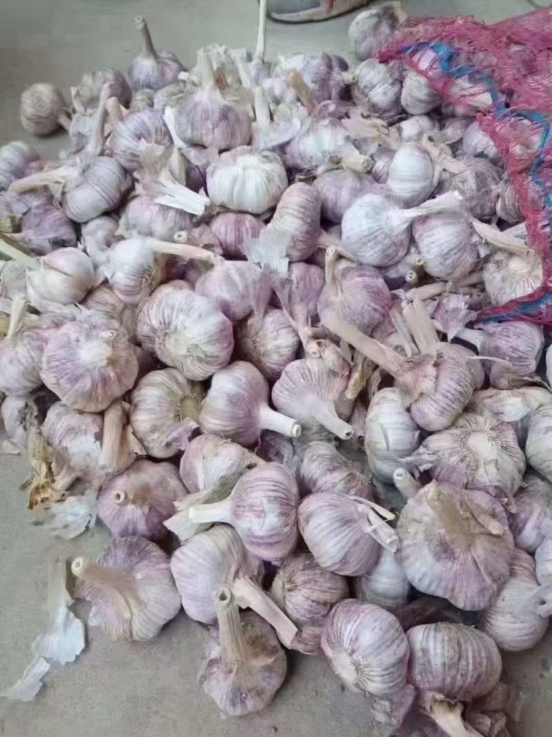 金乡大蒜货量充足规格全产地直发诚信经营量大价