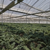 荷兰进口品种羽衣甘蓝，产地直发，大棚种植，全年不断供！