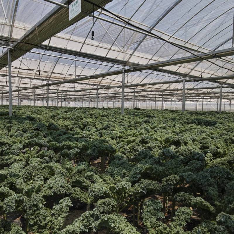 荷兰进口品种羽衣甘蓝，产地直发，大棚种植，全年不断供！