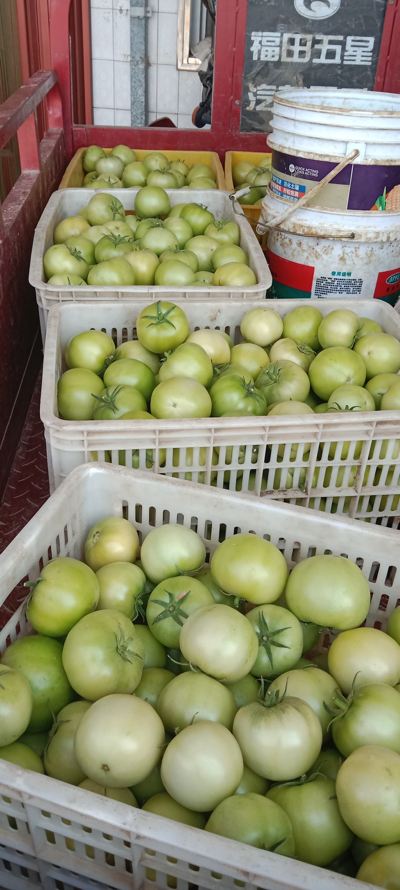绿西红柿