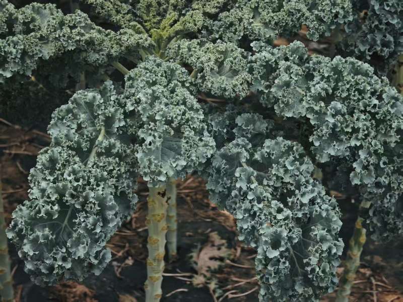 荷兰进口品种羽衣甘蓝，产地直发，大棚种植，全年不断供！