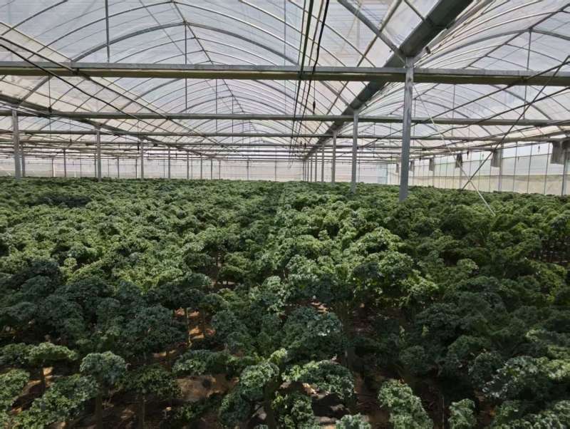 荷兰进口品种羽衣甘蓝，产地直发，大棚种植，全年不断供！