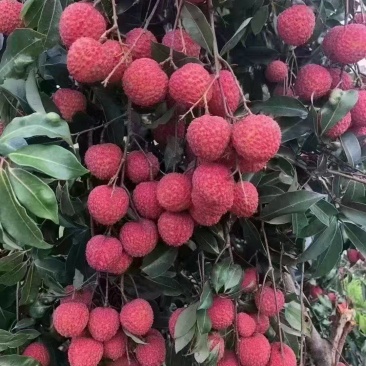 广州从化温泉桂味荔枝