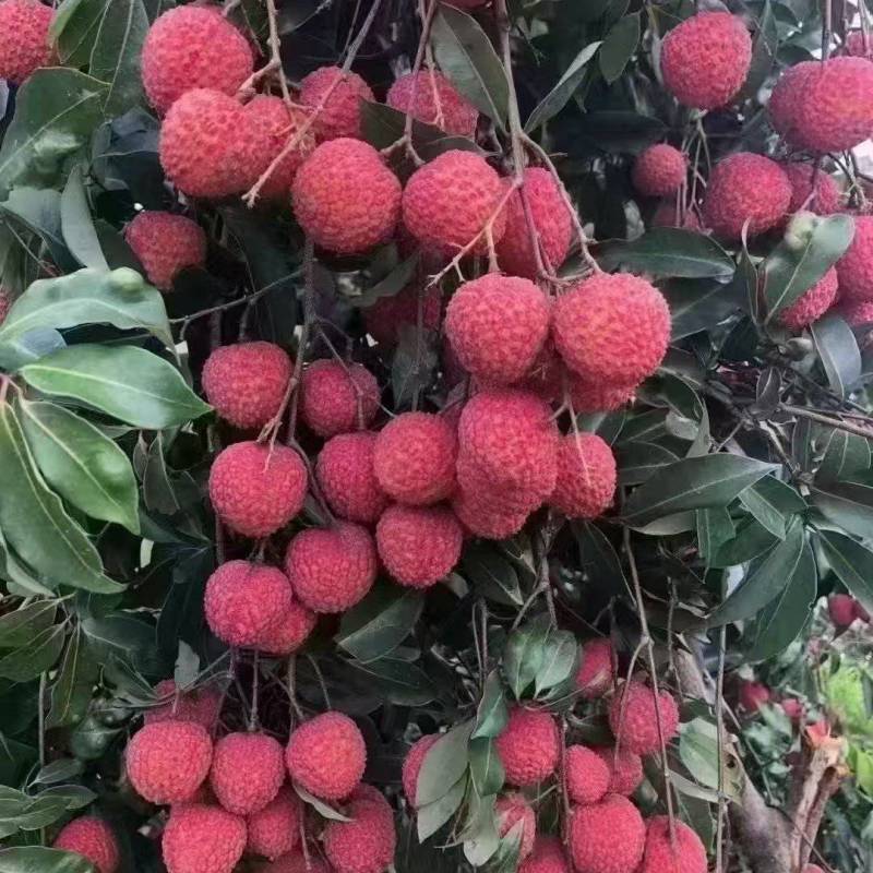 广州从化温泉桂味荔枝
