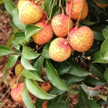 糯米糍荔枝
