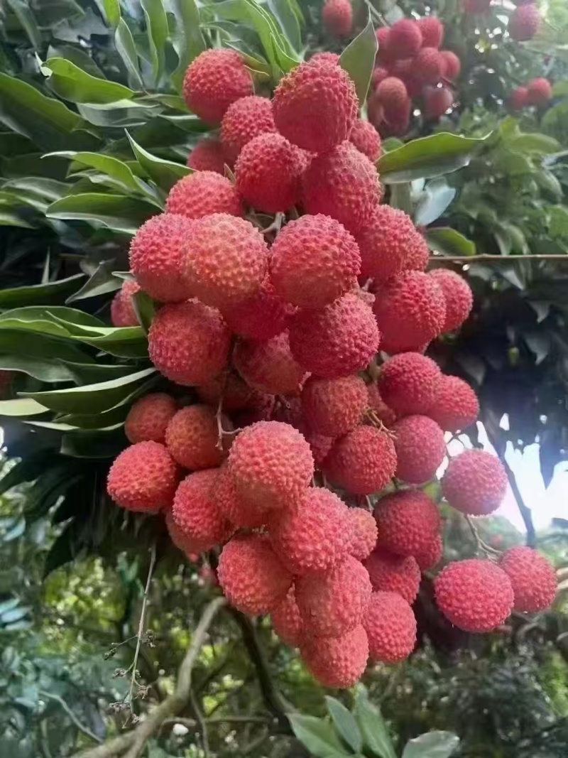 广州从化温泉桂味荔枝