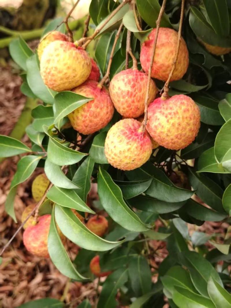 糯米糍荔枝