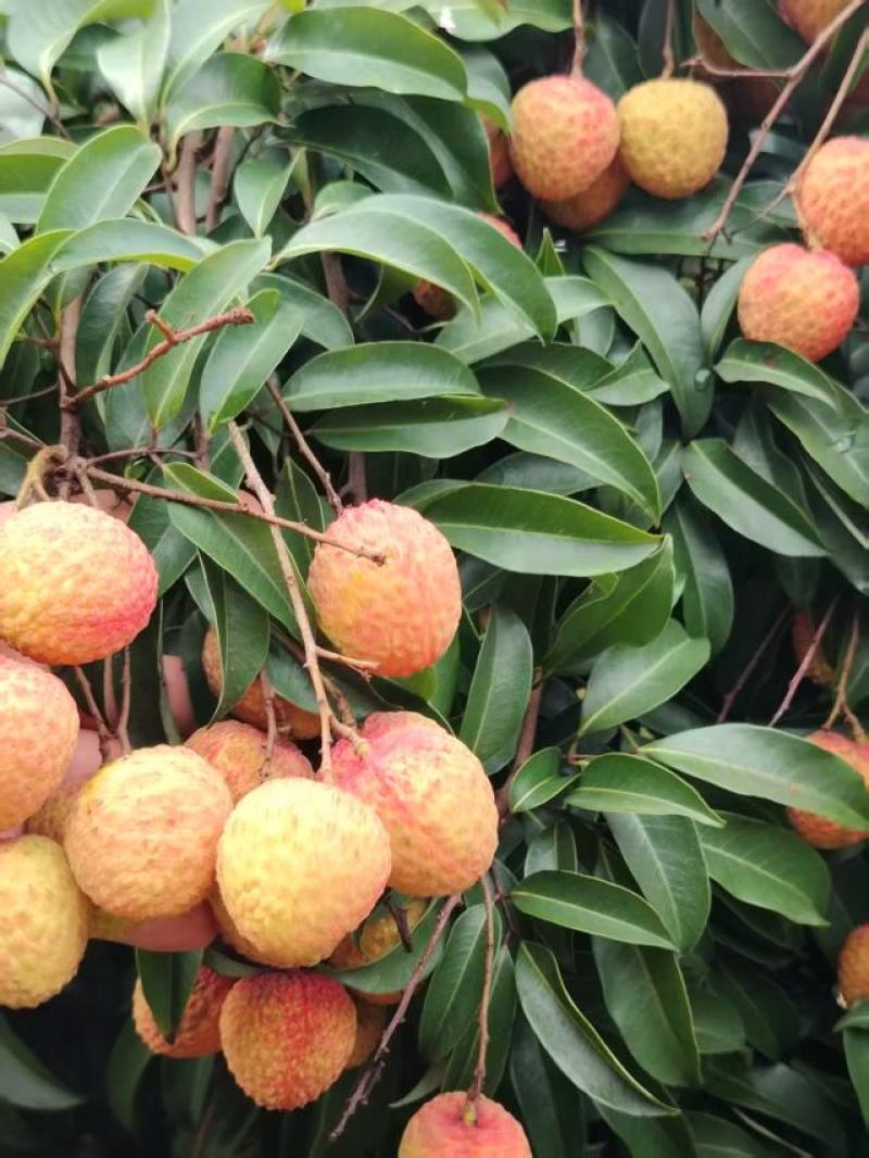 糯米糍荔枝