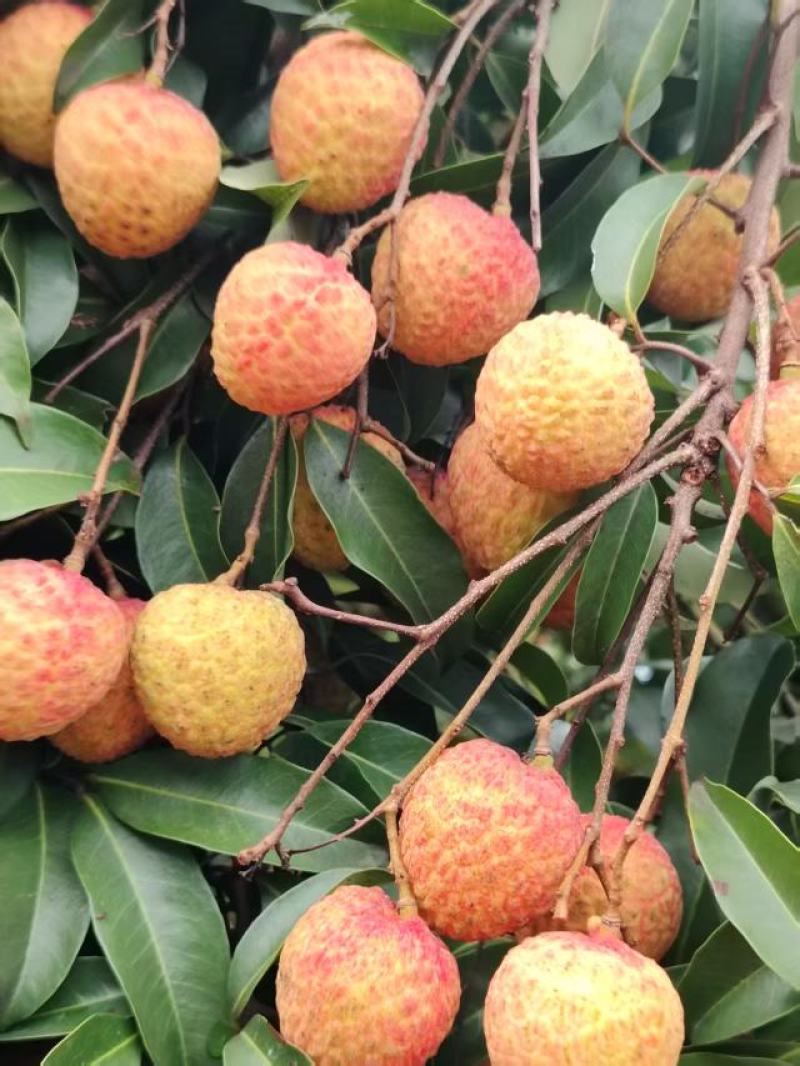糯米糍荔枝