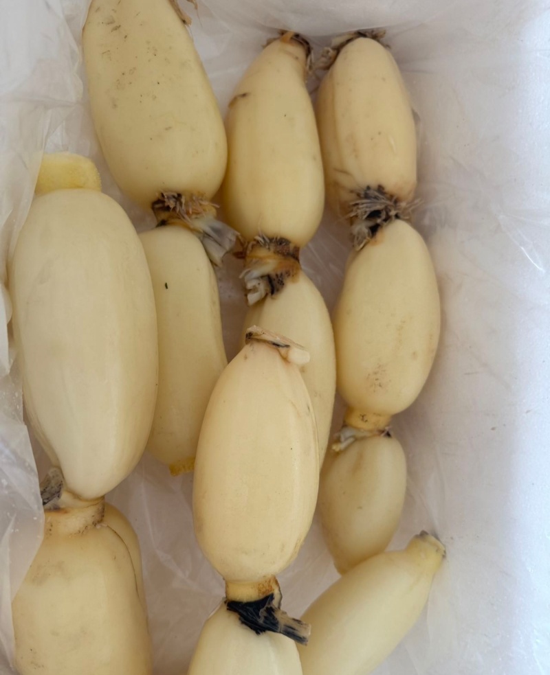 湖北一级珍珠莲藕，湖北A级精品莲藕，湖北精品珍珠莲藕