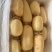 湖北一级珍珠莲藕，湖北A级精品莲藕，湖北精品珍珠莲藕