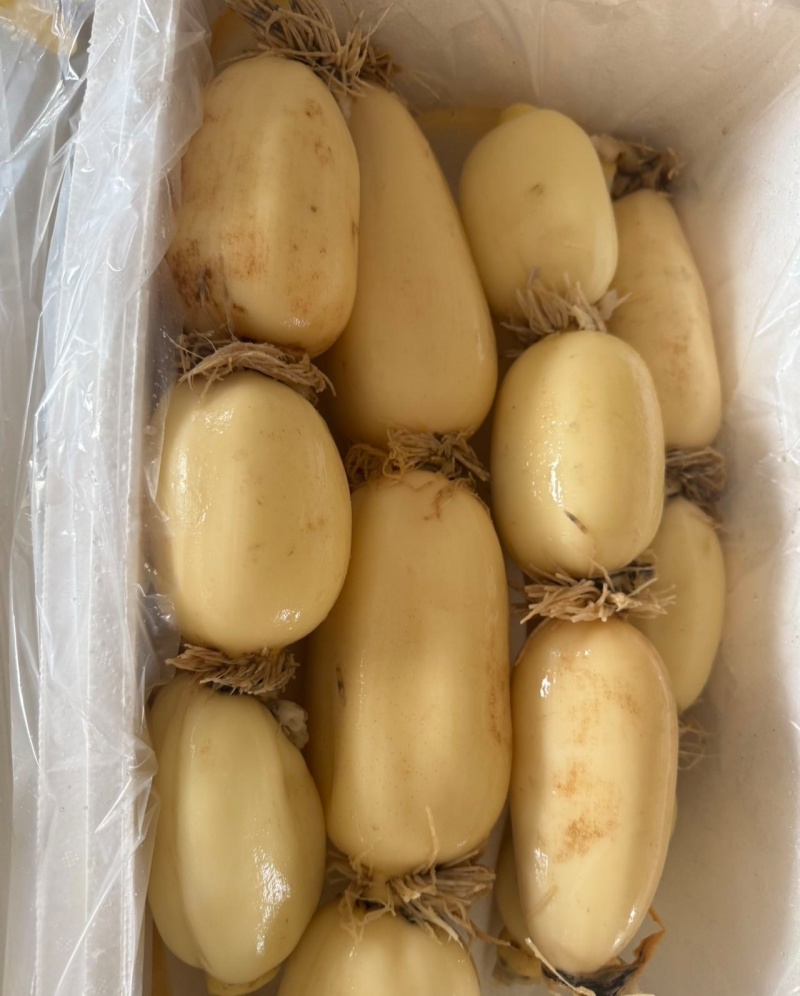 湖北一级珍珠莲藕，湖北A级精品莲藕，湖北精品珍珠莲藕