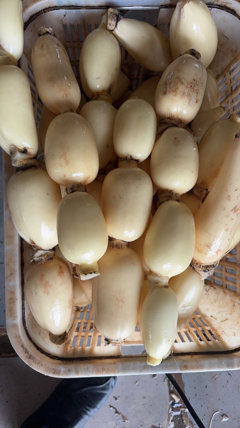 湖北一级珍珠莲藕，湖北A级精品莲藕，湖北精品珍珠莲藕