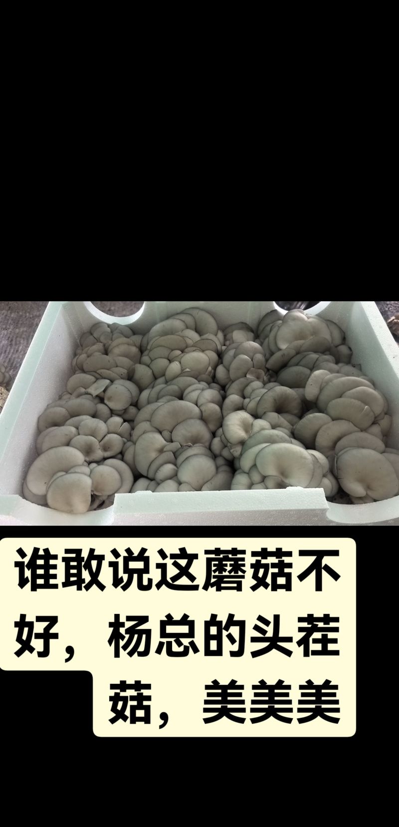 优质平菇
