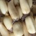 广西一级精品莲藕，广西A级精品新莲藕，广西珍珠莲藕