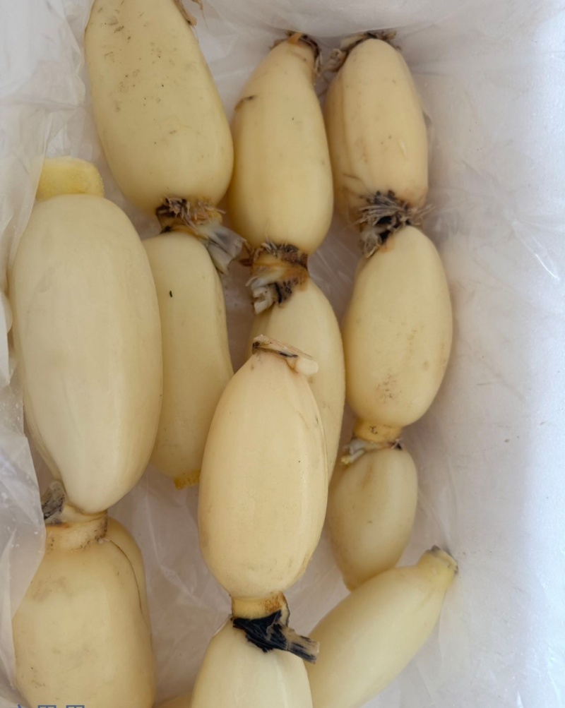 广西一级精品莲藕，广西A级精品新莲藕，广西珍珠莲藕
