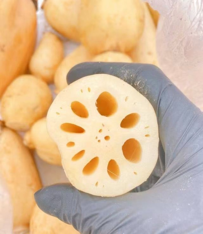 广西一级精品莲藕，广西A级精品新莲藕，广西珍珠莲藕