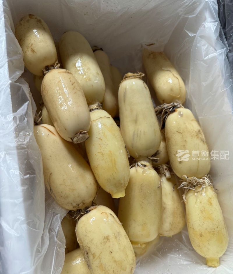 广西一级精品莲藕，广西A级精品新莲藕，广西珍珠莲藕