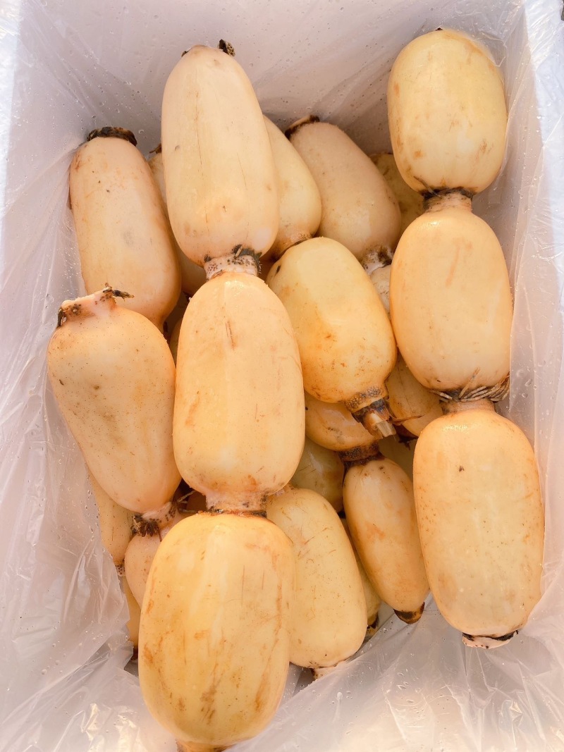 广西一级精品莲藕，广西A级精品新莲藕，广西珍珠莲藕