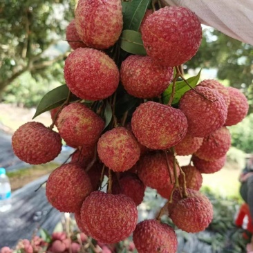 广西荔枝精品鸡嘴荔枝大量上市口感甜一件代发