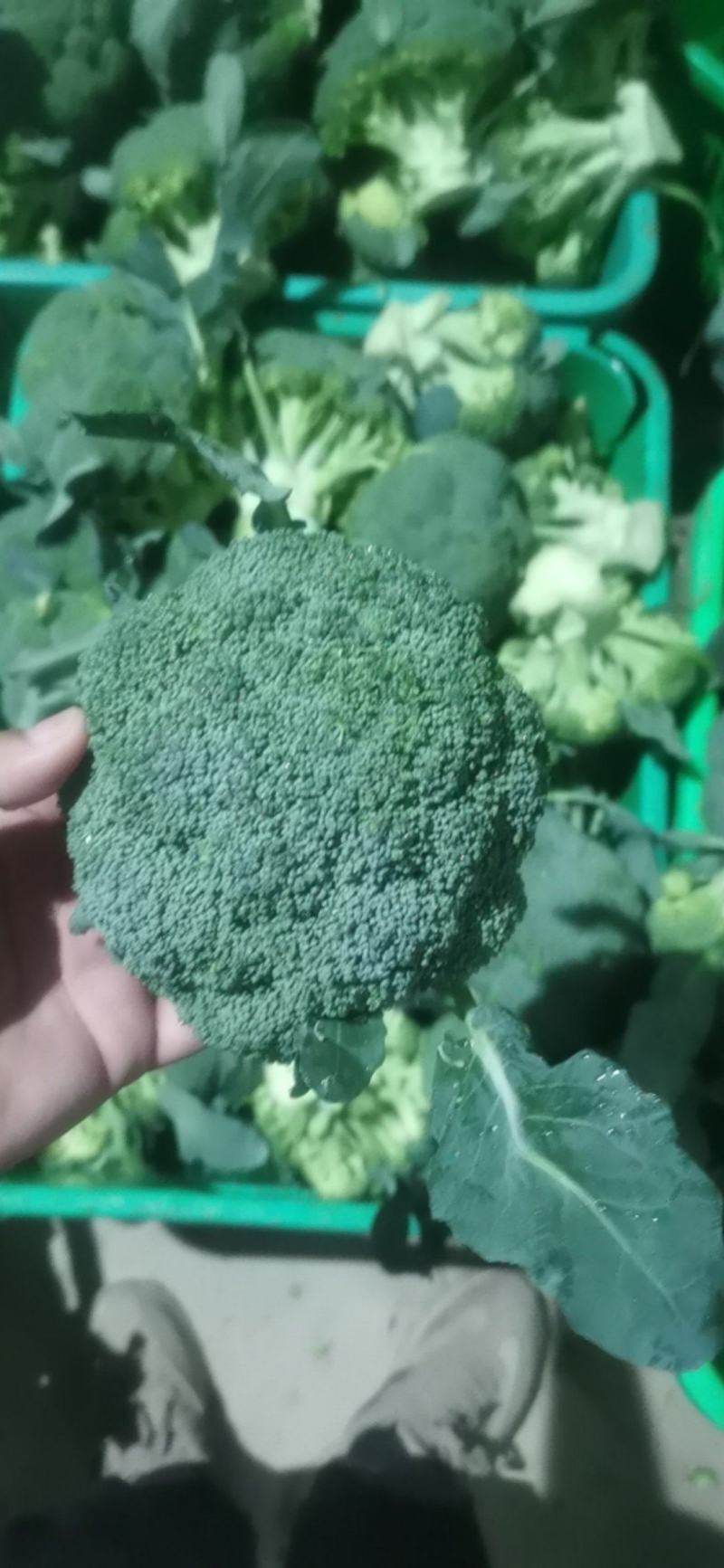 西兰花