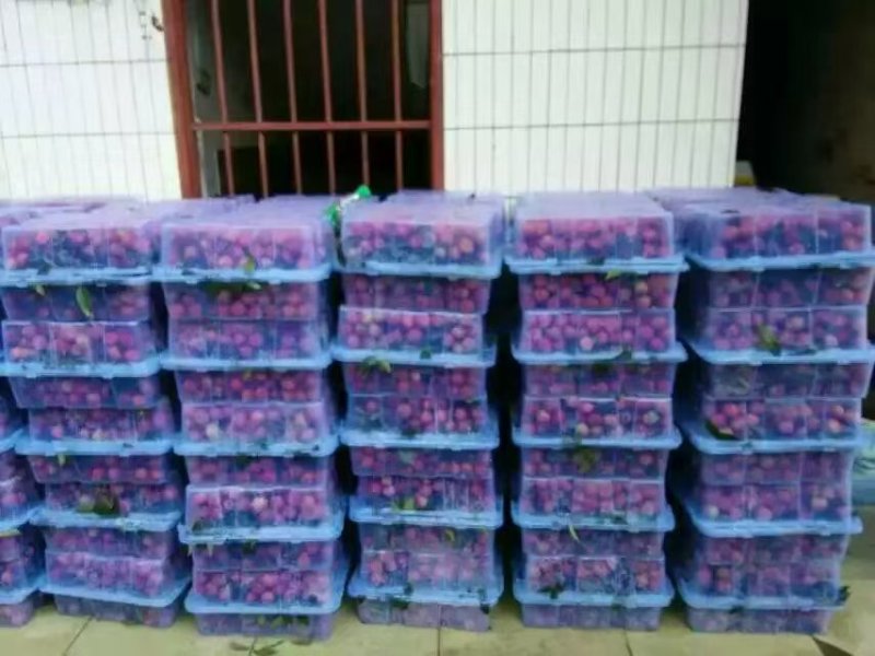 广西荔枝精品鸡嘴荔枝大量上市口感甜一件代发