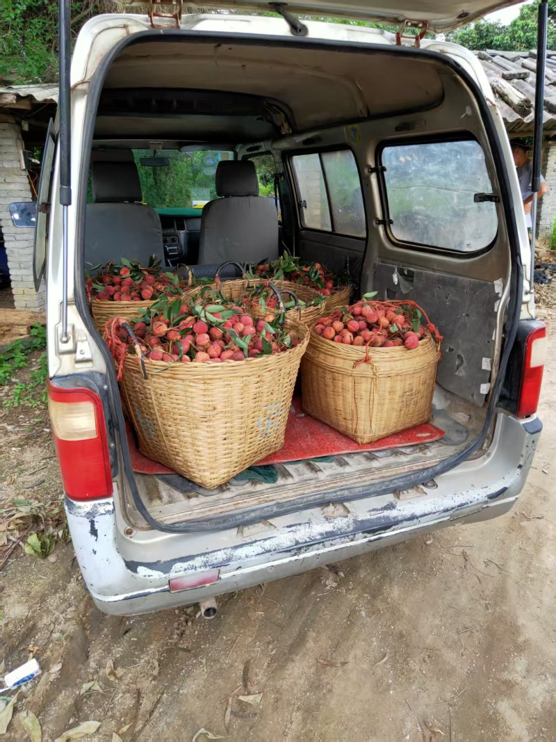 广西荔枝精品鸡嘴荔枝大量上市口感甜一件代发