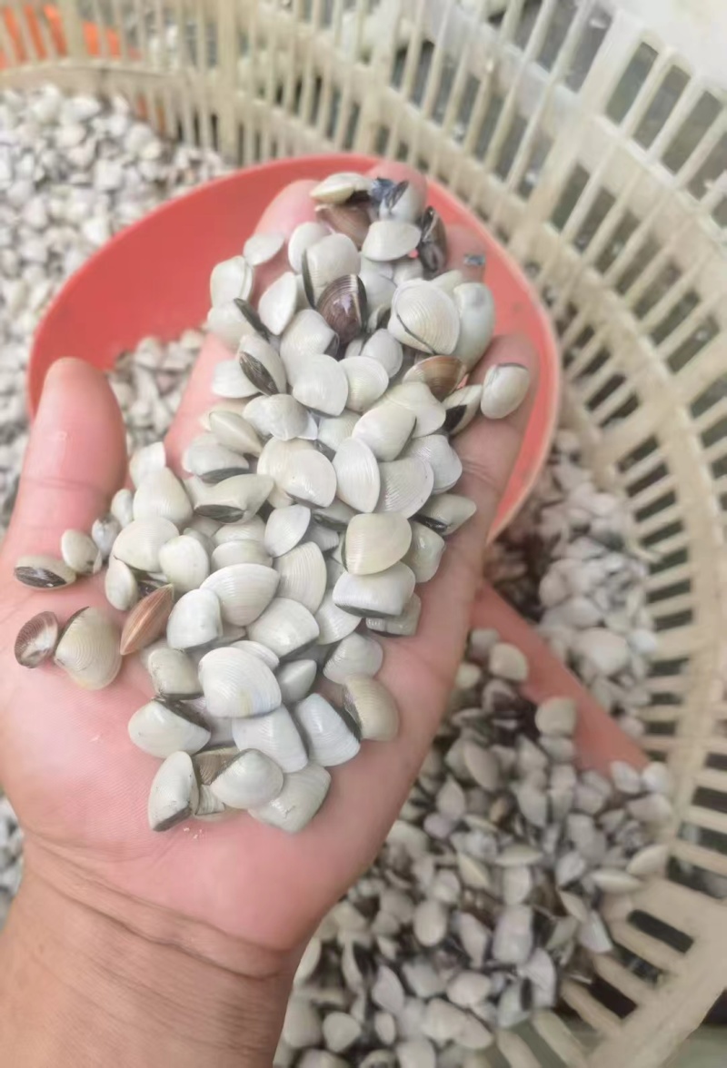 白贝苗500-600粒一斤