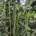 豇豆种子辉煌白籽白花翠绿色抗寒耐热结荚多长条产量高