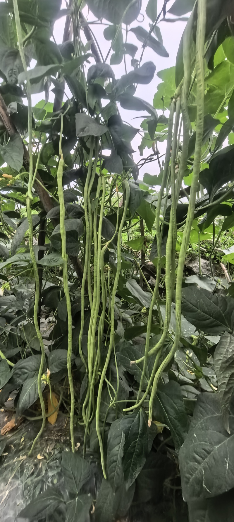 豇豆种子辉煌白籽白花翠绿色抗寒耐热结荚多长条产量高