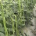豇豆种子辉煌白籽白花翠绿色抗寒耐热结荚多长条产量高