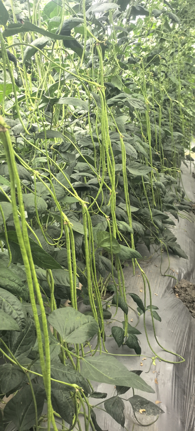 豇豆种子辉煌白籽白花翠绿色抗寒耐热结荚多长条产量高